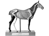 HORSE  1/4 NAT. SIZE