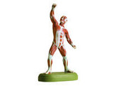 MUSCLE FIGUR  1/10 NATURAL SIZE