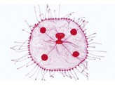 Obelia  petit meduse  sujet entier. Bouche  tentacules  canal circulaire  canaux radiaux