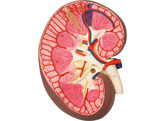 KIDNEY SECTION  3 TIMES FULL-SIZE  K10  1000296 