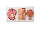 KIDNEY SECTION  NEPHRONS  BLOOD VESSELS AND RENAL CORPUSCLE  K11  1000299 