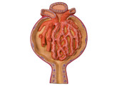 NIERLICHAAMPJE OF GLOMERULUS  700 X VERGROOT  K10/2  1000298 