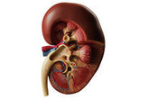 RIGHT KIDNEY