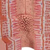 MICROANATOMY  DIGESTIVE SYSTEM - 20-TIMES MAGNIFIED br/  K23  1000311 