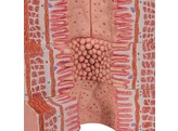 MICROANATOMY  DIGESTIVE SYSTEM - 20-TIMES MAGNIFIED br/  K23  1000311 