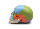 BEAUCHENE ADULT HUMAN SKULL MODEL - DIDACTIC COLORED VERSION  22 PART - A291  1000069 