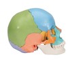 BEAUCHENE ADULT HUMAN SKULL MODEL - DIDACTIC COLORED VERSION  22 PART - A291  1000069 