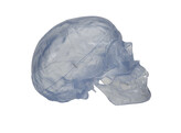 TRANSPARENT CLASSIC HUMAN SKULL MODEL  3 PART - A20/T  1000051 