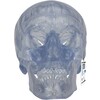 TRANSPARENT CLASSIC HUMAN SKULL MODEL  3 PART - A20/T  1000051 