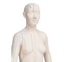 ACUPUNCTURE FIGURE FEMALE- 1000379