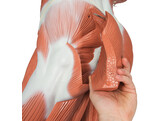 FIGURE DE MUSCLE 1/1 - -  VA01  1001235 