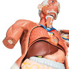 FIGURE DE MUSCLE 1/1 - -  VA01  1001235 