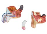 MALE GENITAL ORGANS  4 PART