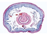 Lumbricus terrestris  ver de terre  c.t. du corps montrant l intestin  les nephridies  typhlosolis etc.