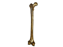 RECONSTRUCTION OF A THIGH OF HOMO ERECTUS  TRINIL 3 