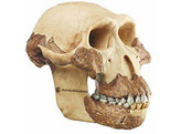 RECONSTRUCTION OF A SKULL OF AUSTRALOPITHECUS AFERENSIS