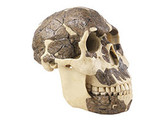 RECONSTRUCTION OF A SKULL OF HOMO RUDOLFENSIS