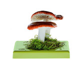 RUSSULA EMETICA