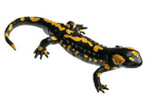 SPOTTED FIRE SALAMANDER  MALE