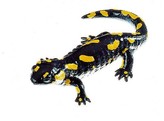 SPOTTED FIRE SALAMANDER  FEMALE