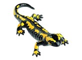 STRIPED FIRE SALAMANDER  MALE