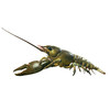 EUROPEAN CRAYFISH OR NOBLE CRAYFISH