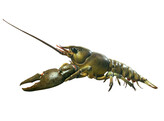 EUROPEAN CRAYFISH OR NOBLE CRAYFISH