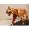 ANATOMICAL MODEL OF A CATMUSCULAR/SKELETON/ORGANS