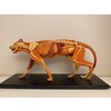 ANATOMICAL MODEL OF A CATMUSCULAR/SKELETON/ORGANS