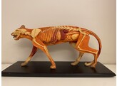 ANATOMICAL MODEL OF A CATMUSCULAR/SKELETON/ORGANS