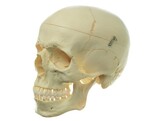 ARTIFICIAL HUMAN SKULL  3 PARTS SOMOS QS 7