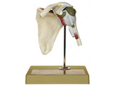 SHOULDER JOINT