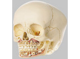 ARTIFICIAL SKULL OF CHILD  APPROX. 6 YEARS OLD 