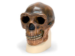 ANTHROPOLOGISCHER SCHADEL - SINANTHROPUS  - VP750/1  1001293