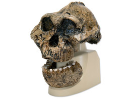 ANTHROPOLOGISCHER SCHADEL - KNM-ER 406  AUSTRALOPITHECUS BOISEI  - VP755/1  1001298