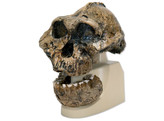 ANTHROPOLOGICAL SKULL MODEL - KNM-ER 406  OMO L. 7A-125  - VP755/1  1001298