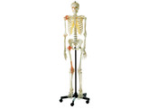 ARTIFICIAL HUMAN SKELETON  MALE