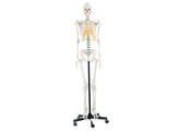 ARTIFICIAL HUMAN SKELETON  FEMALE