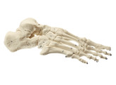 SKELETON OF THE FOOT