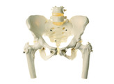 SKELETON OF FEMALE PELVIS