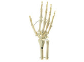 SKELETON OF HAND WITH BASE OF FOREARM