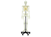 ARTIFICIAL  HUMAN SKELETON  MALE ECONOMIC VERSION  SOMSO QS 10/E