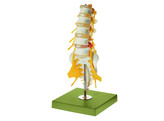 LUMBAR VERTEBRAL COLUMN- SOMSO QS 66