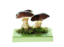 SUILLUS LUTEUS