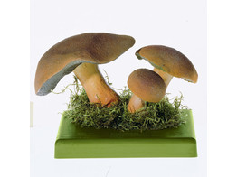 SUILLUS VARIEGATUS