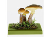 SUILLUS GREVILLEI