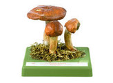 TRICHOLOMA BATSCHII GULDEN. - SOMSO - BO178