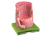 TRANSVERSELY STRIATED MUSCULAR FIBRE WITH MOTOR END-PLATE - SOMSO - BS36