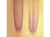 Allium cepa  Kachenzwiebel  Wurzelspitze mit Mitose  l.s. - SB.2009A