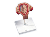 UTERUS MET EMBRYO-3de MAAND L10/3  1000324 